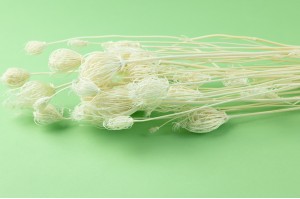 dried-fennel-whitecream-20.