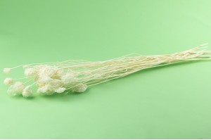 dried-fennel-20.
