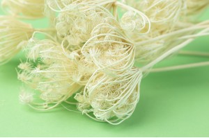 dried-fennel-20