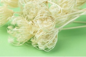 dried-fennel-whitecream-20