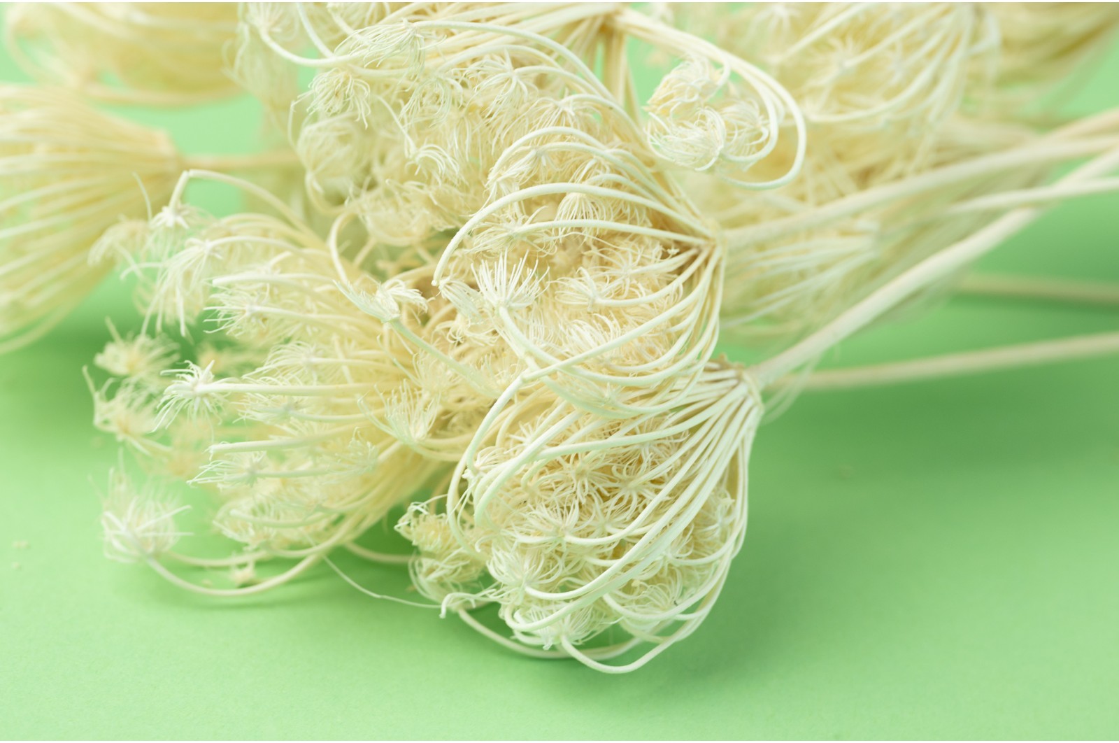 Dried fennel white/cream (20)* dried-fennel-whitecream-20