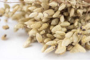 dried-briza-maxima-nature-nl