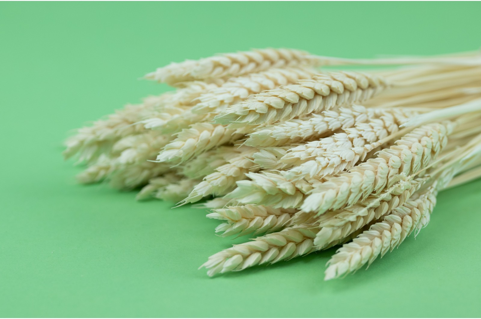 Dried wheat white/cream (11) dried-wheat-whitecream-11