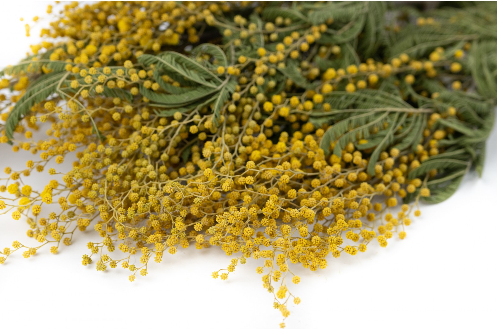 Getrocknet mimose natur (22) Getrocknet mimose natur (22)