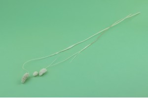 dried-phalaris-white-cream-it.