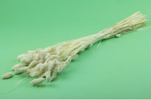dried-phalaris-white-cream-it.