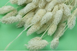 phalaris-sec-blanc-creme-it