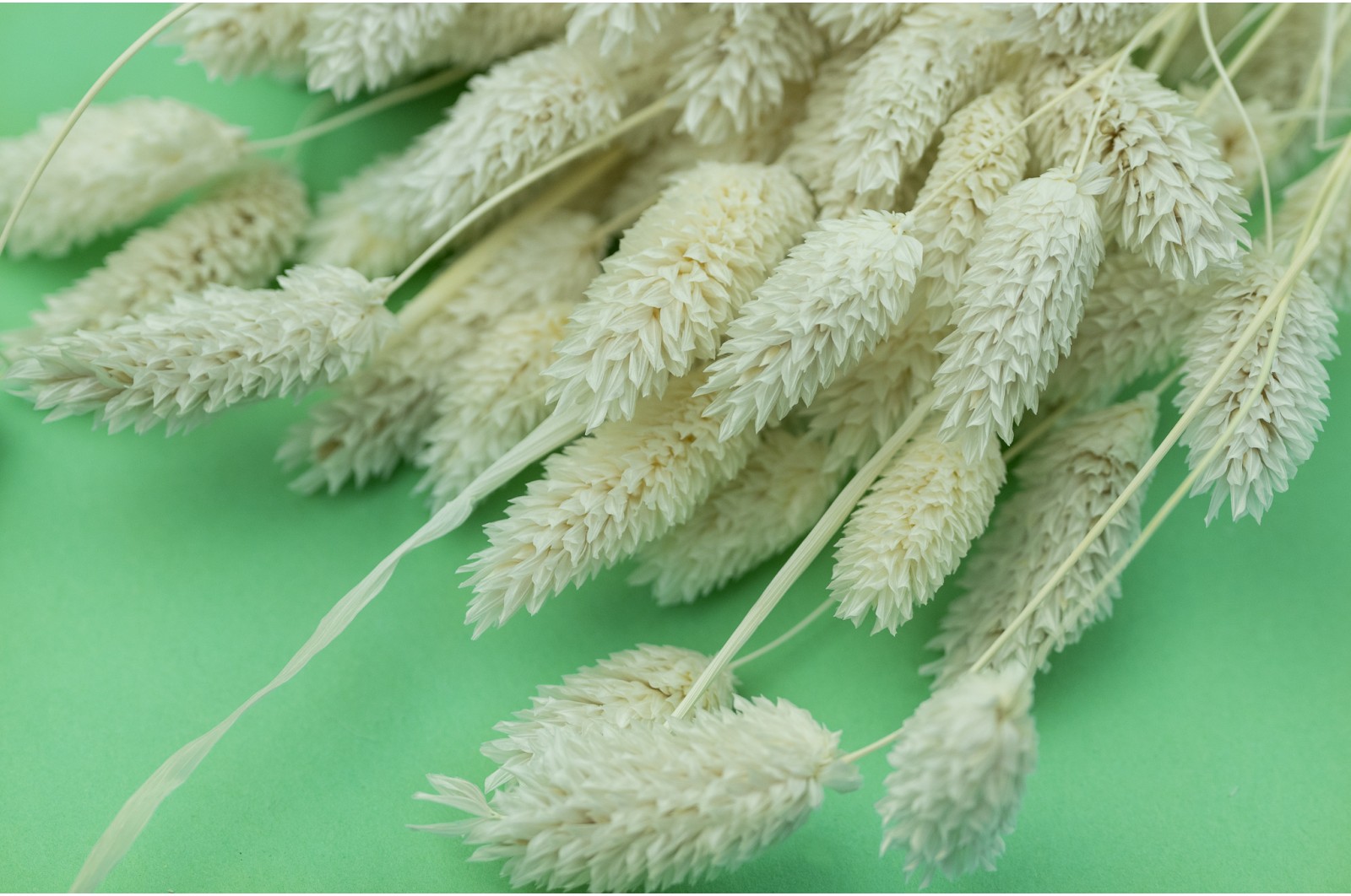 dried-phalaris-11