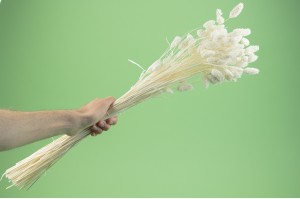 dried-phalaris-white-cream-it.