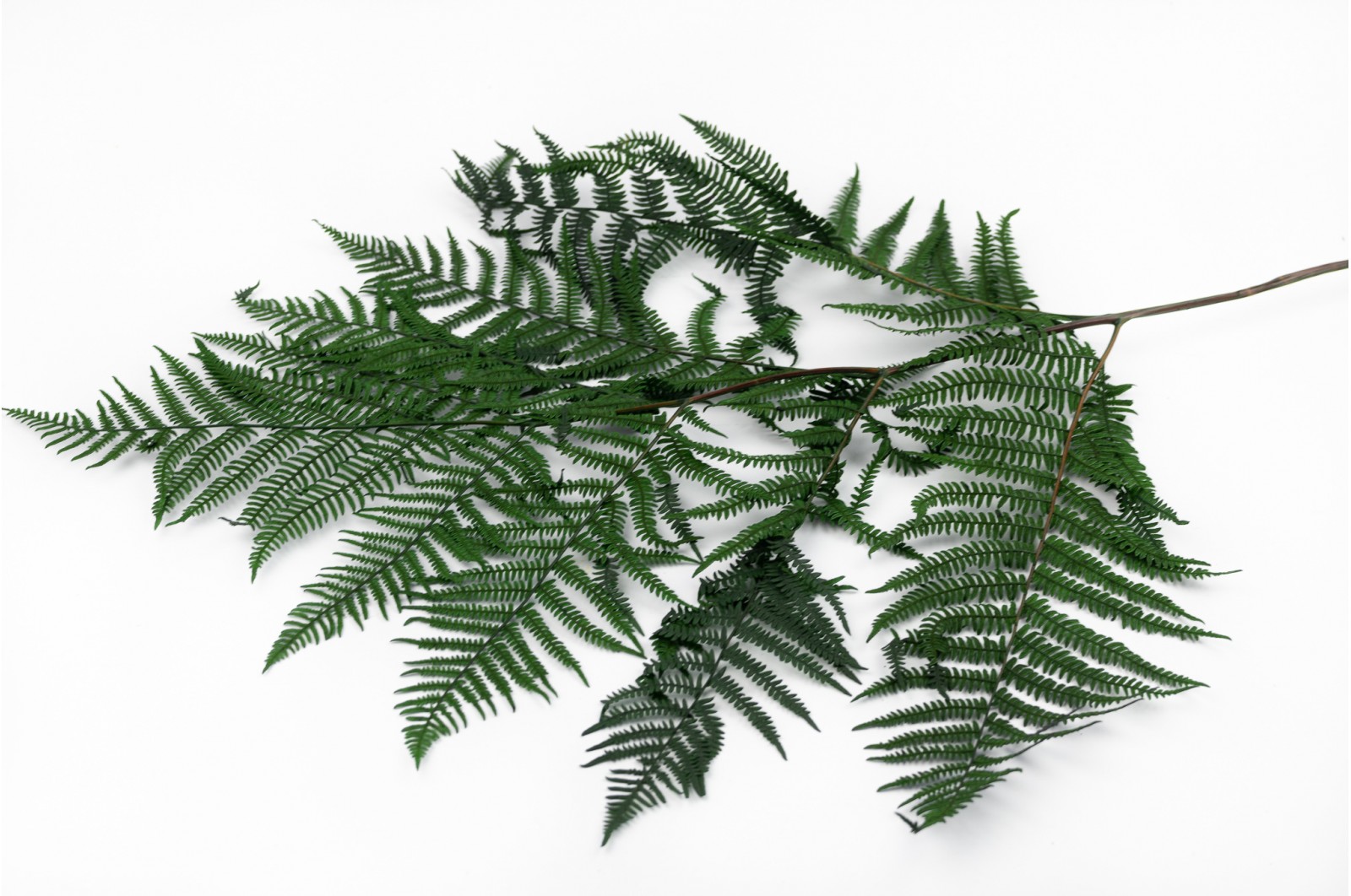 PHOCEALYS│Preserved brake fern│Sale to pros│Wholesaler of preserved plants