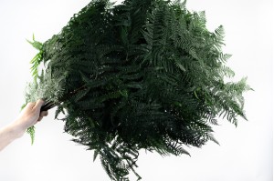 preserved-brake-fern-green.