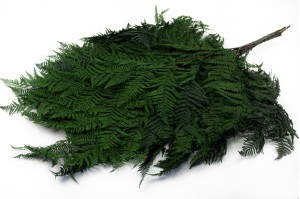 preserved-brake-fern-green.