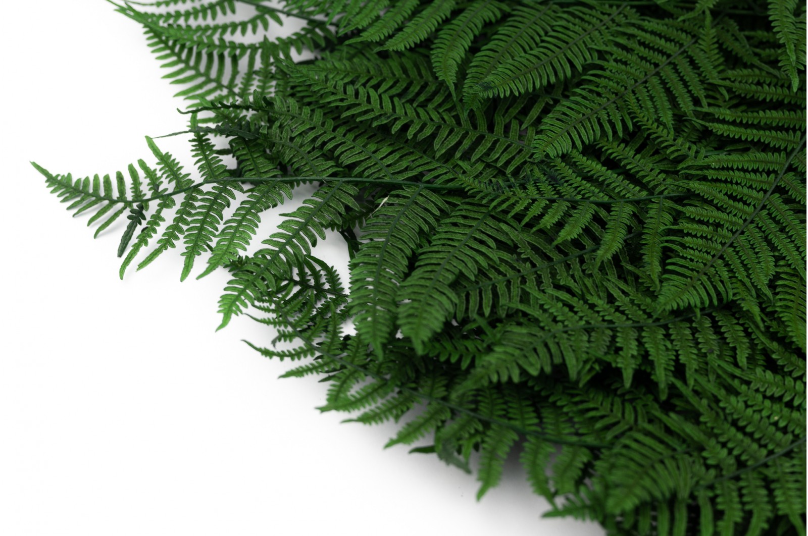 Preserved Brake fern green (8) preserved-brake-fern-green