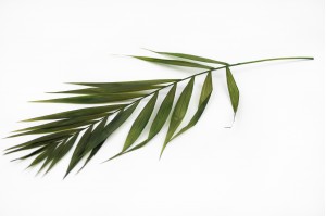 feuilles-de-chico-stabilisees-vertes.
