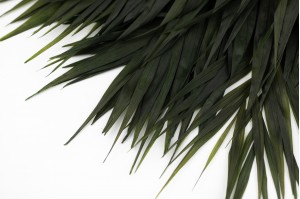 feuilles-de-chico-stabilisees-vertes