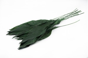 preserved-aspidistra-green.
