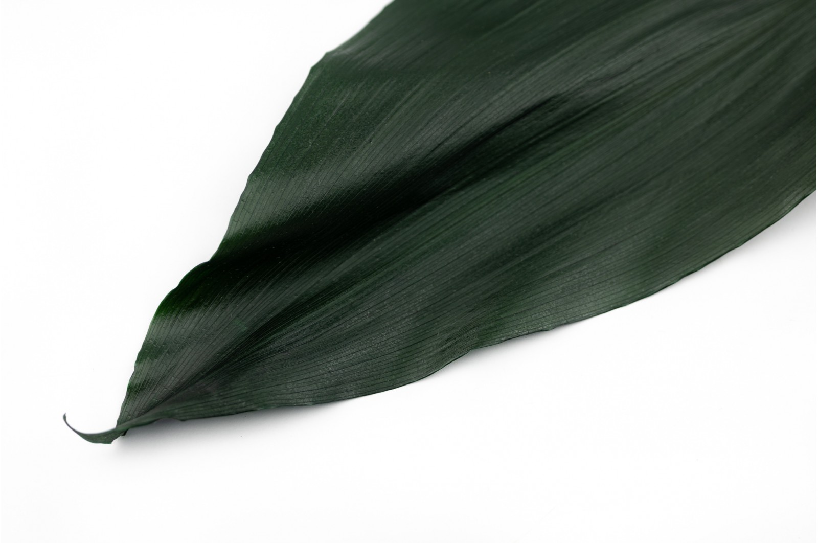 Stabilisierte Aspidistra - grün stabilisierte-aspidistra-gruen