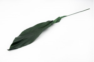 preserved-aspidistra-green.
