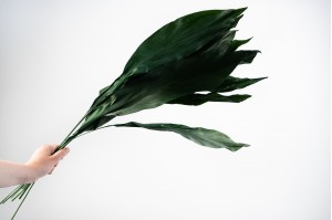 preserved-aspidistra-green.