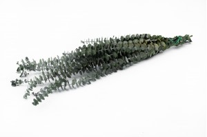 preserved-eucalyptus-baby-green.