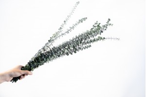 preserved-eucalyptus-baby-green.