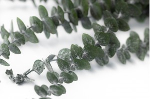 eucalyptus-baby-stabilise-vert.