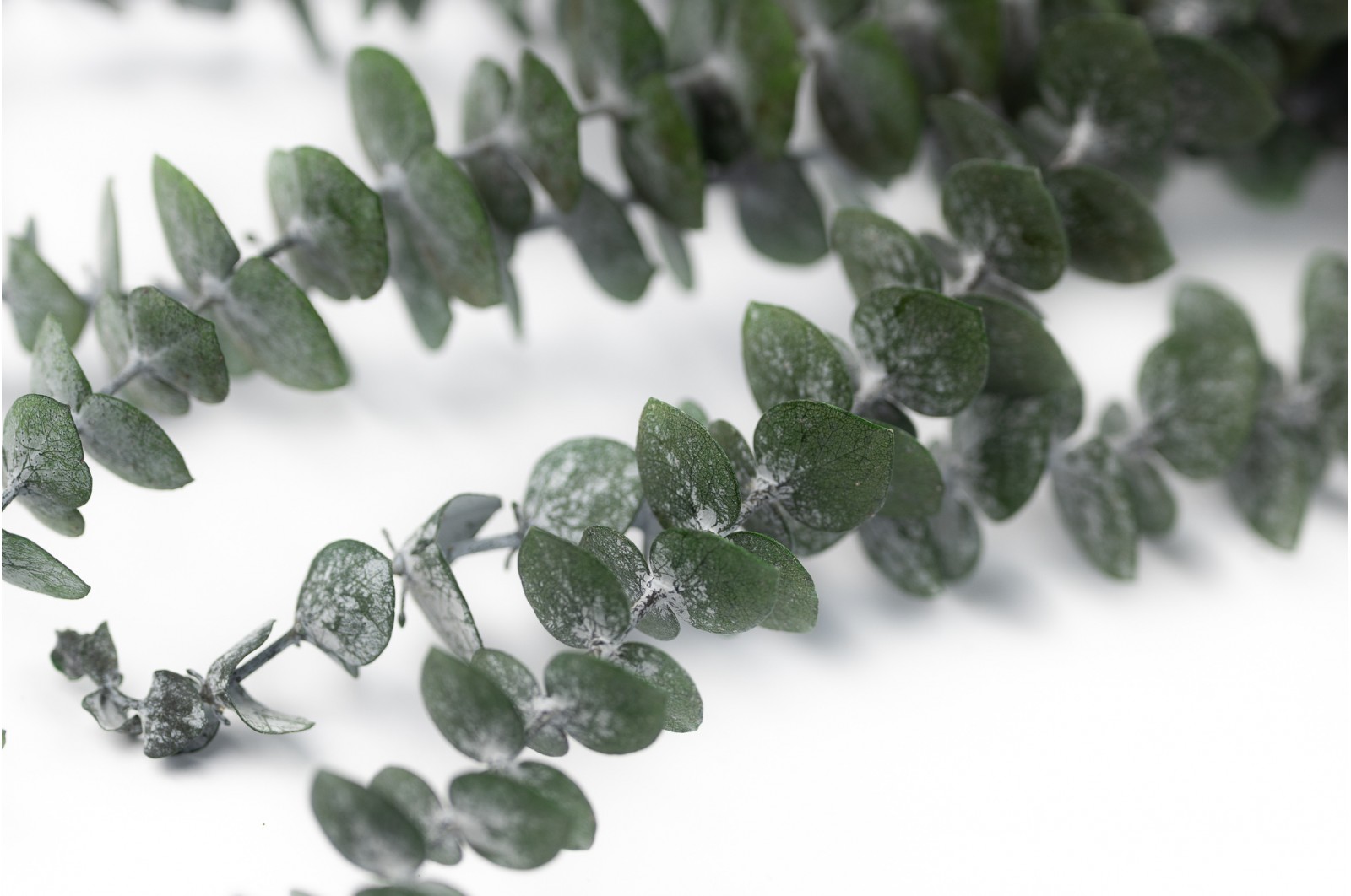 Preserved Eucalyptus Baby green (8) preserved-eucalyptus-baby-green