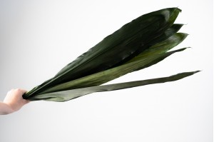 feuilles-de-cordeline-stabilisees-verte.