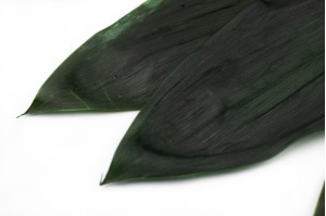 Feuilles de Cordeline stabilisées verte