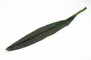 feuilles-de-cordeline-stabilisees-verte.