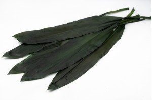feuilles-de-cordeline-stabilisees-verte.