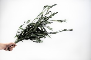 preserved-provencal-olive-green-6.