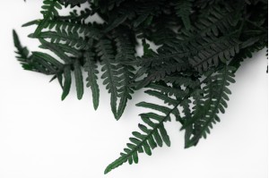 preserved-feriga-fern-green-7