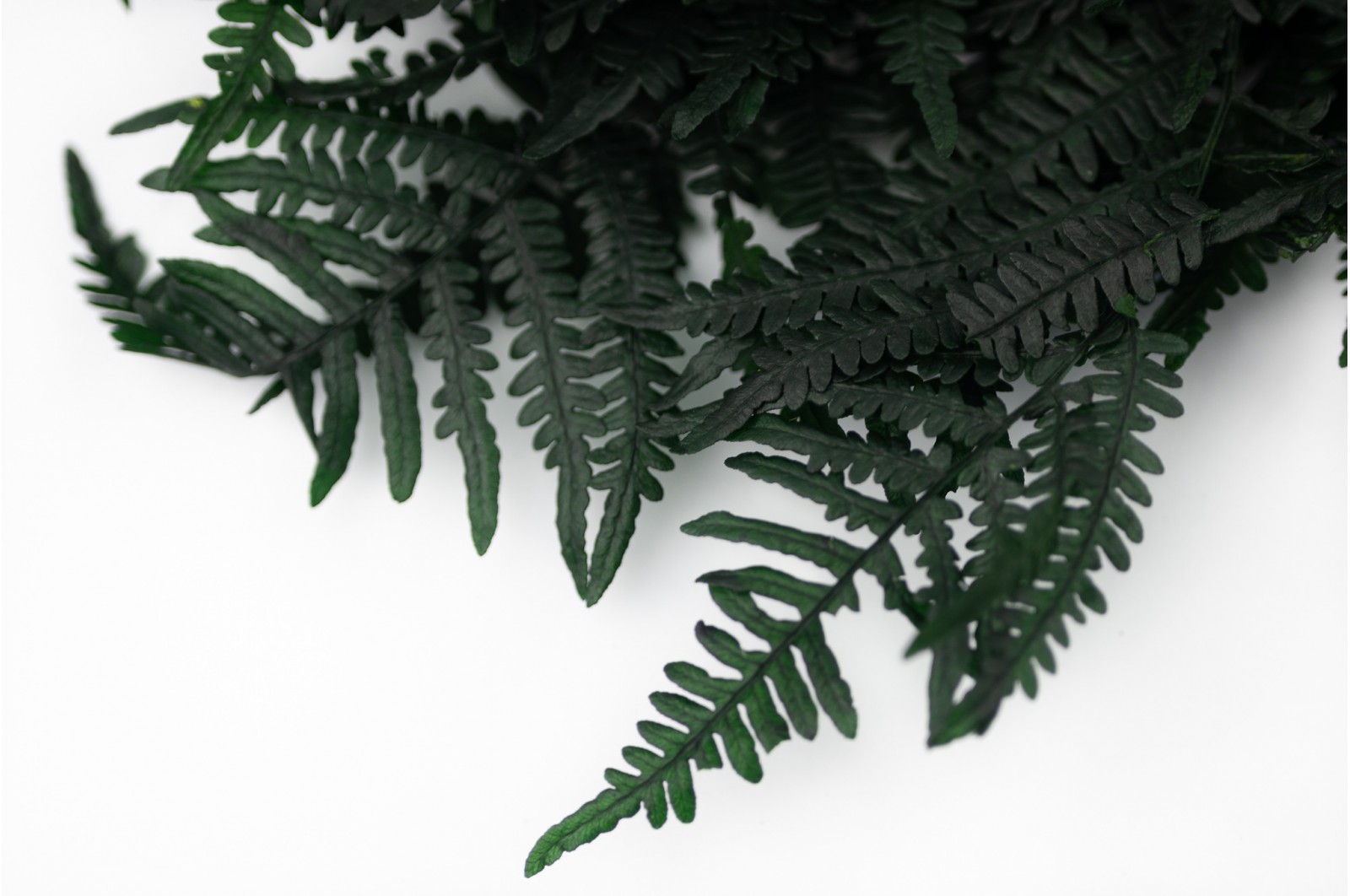 Preserved Feriga fern (7) preserved-feriga-fern-7