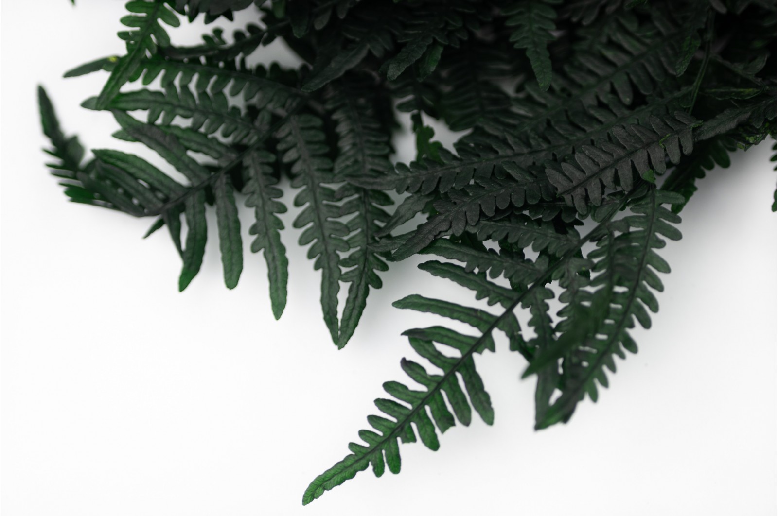 Preserved Feriga fern green (7)