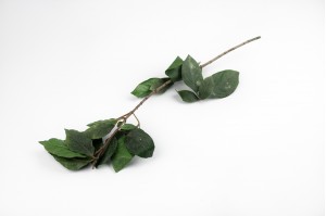 preserved-laurel-green-it.