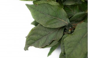 laurier-stabilise-vert-it