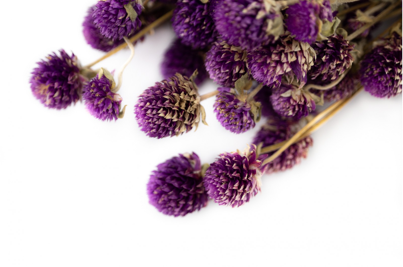 Getrocknete Gomphrena Violett (26) Getrocknete Gomphrena Violett (26)