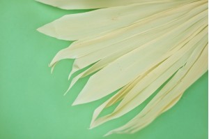 kleine-trockene-palme-weiss-creme-7.