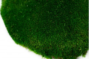 preserved-pole-moss-green-large-diameter-26.