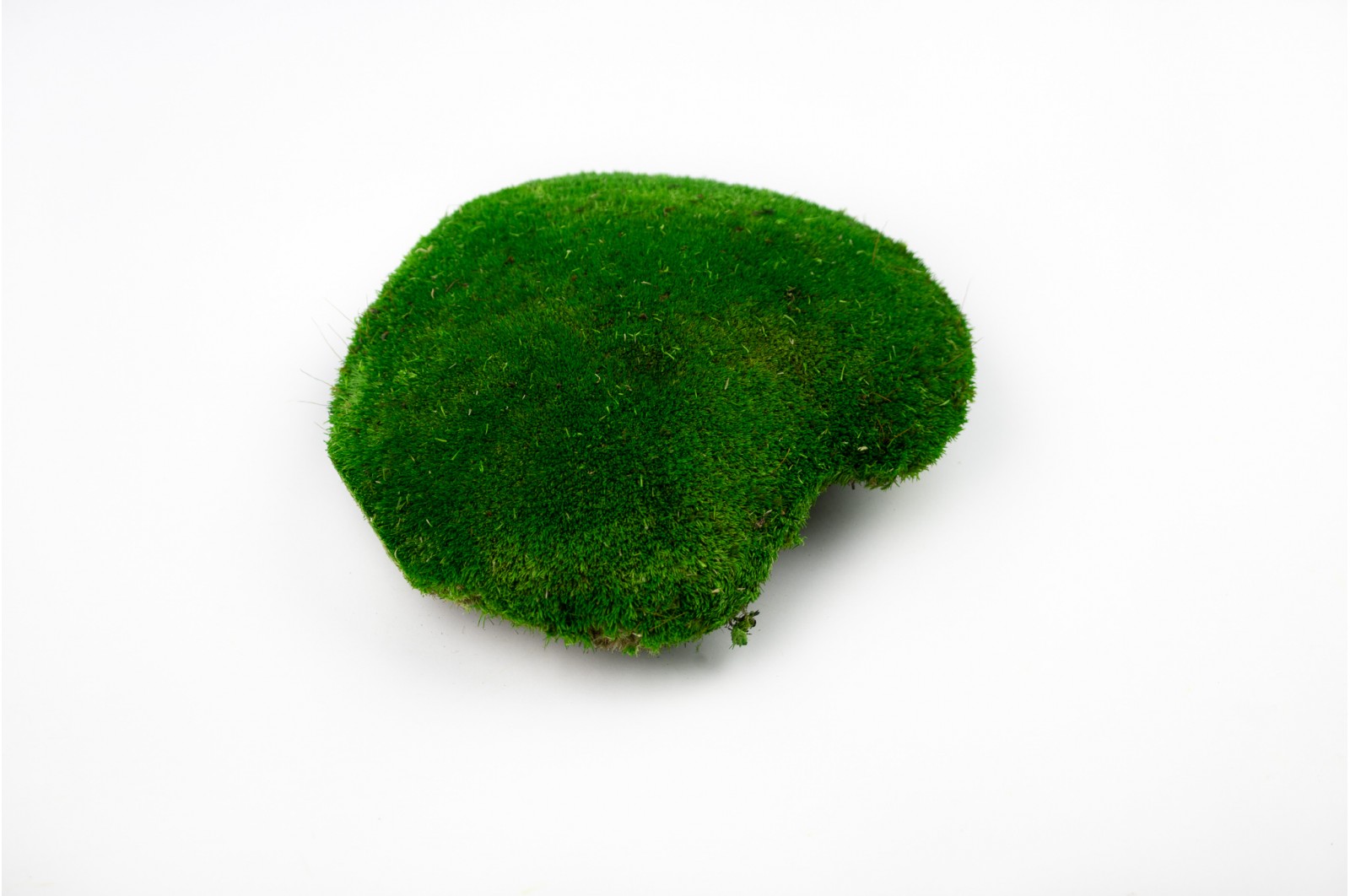 Preserved pole moss green - large diameter (26)
