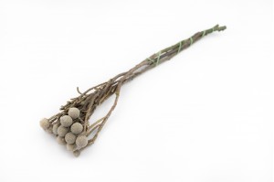 brunia-stabilise-gris.