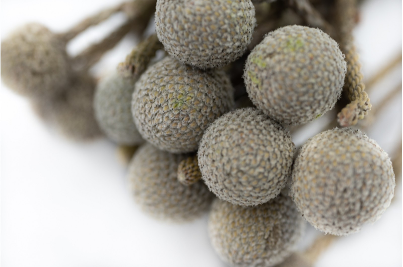 Preserved Brunia grey preserved-brunia-grey