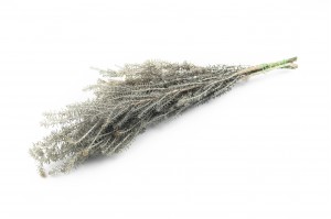 preserved-ozothamnus-natural-6.