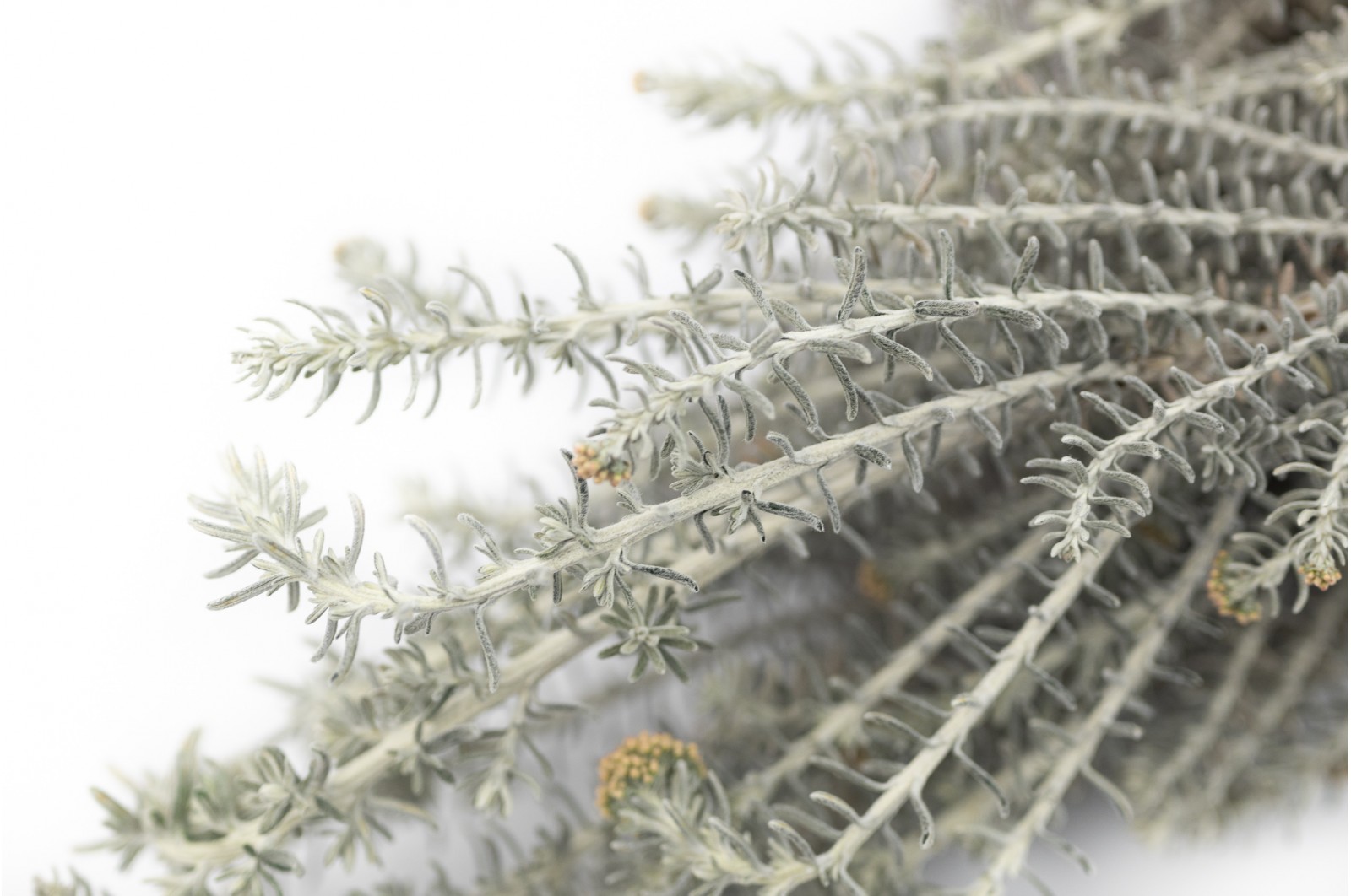 Stabilisierte Ozothamnus - Natur (6) stabilisierte-ozothamnus-natur-6
