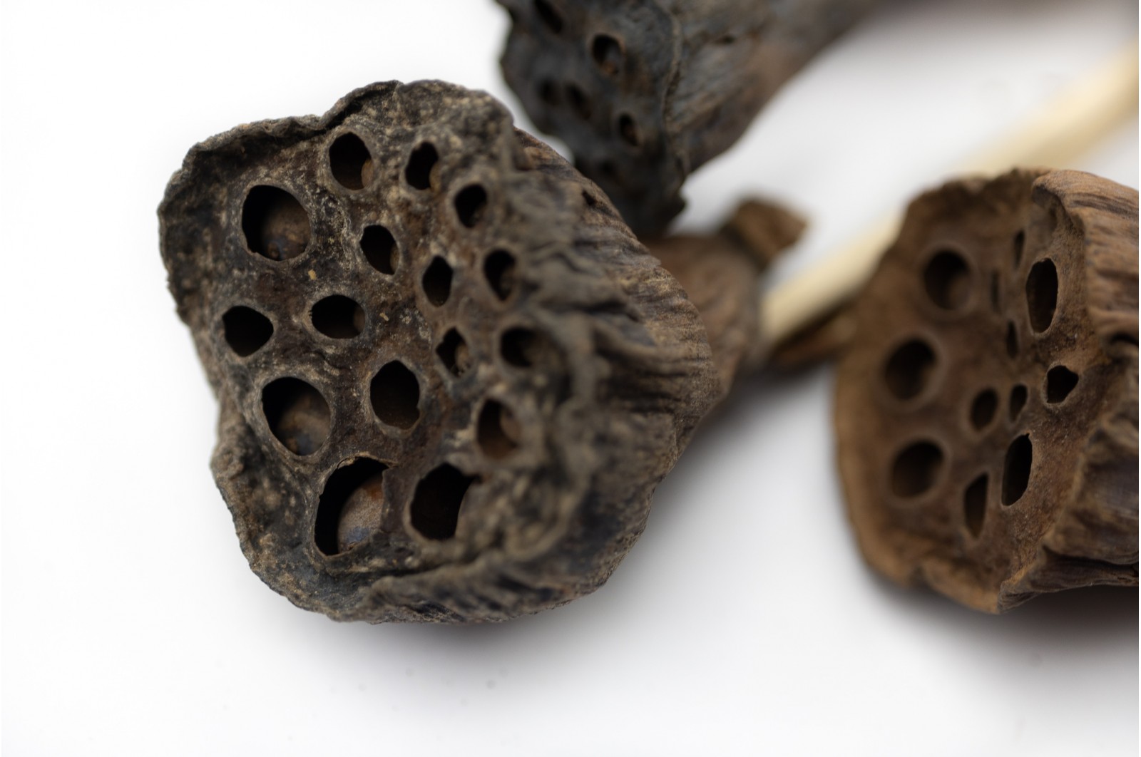 Dried mini lotus natural (8) dried-mini-lotus-natural