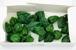 preserved-physalis-14.