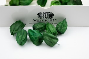 preserved-physalis-green.