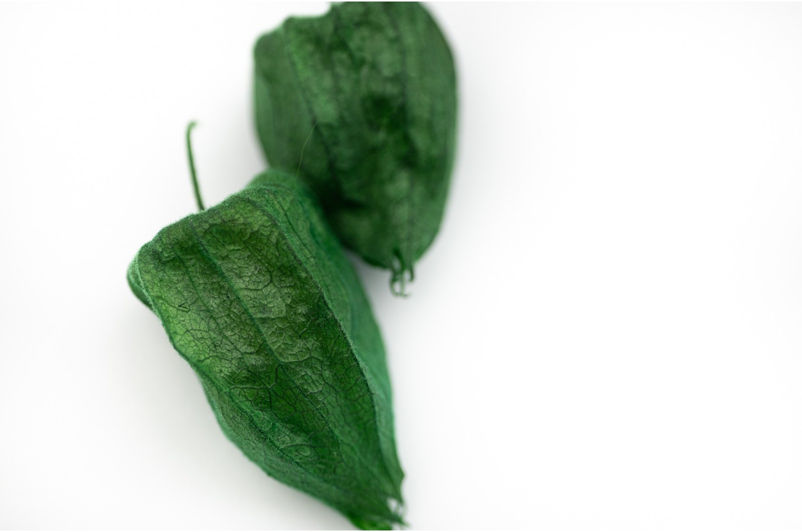 Stabilisiertes Physalis (14) stabilisiertes-physalis-14