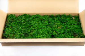 preserved-fern-moss-green-26.